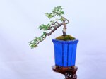 morgane-cotoneaster-cascade-ref-coto-93
