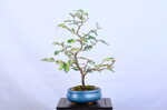 maxime-eleagnus-moyogi-ref-elea-41