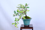coralie-eleagnus-cascade-ref-elea-40