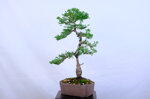 marie-christine-cypres-hinoki-moyogi-ref-hino-09