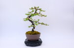 marie-louise-meleze-du-japon-moyogi-ref-lari-33