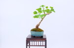 jessica-ginkgo-ref-gin-06