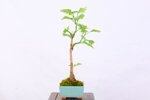 benoit-ginkgo-biloba-moyogi-ref-gin-05