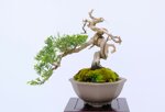 jean-charles-shohin-itoigawa-ref-juni-41