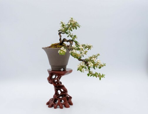 2022 05 cotoneaster cascade (1).jpeg