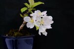 edwina-mini-pommier-a-fleurs-ref-malu-17