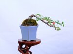 louisa-cotoneaster-mini-cascade-ref-coto-95
