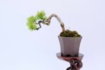 baptiste-mini-pin-blanc-du-japon-ref-pin-52