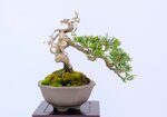 jean-charles-shohin-itoigawa-ref-juni-41