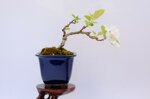 edwina-mini-pommier-a-fleurs-ref-malu-17