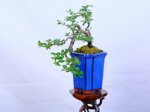 morgane-cotoneaster-cascade-ref-coto-93