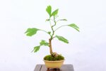 salvatore-ginkgo-biloba-moyogi-ref-gin-03