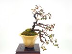 norbert-cotoneaster-en-cascade-ref-coto-75