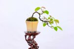 daphne-pseudocydonia-cascade-ref-pseu-14