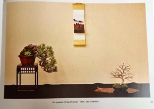 bonsai culture livre (2).jpeg
