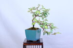 marge-eleagnus-cascade-ref-elea-38