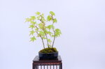 mona-cepee-derables-ref-acer-47