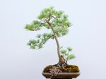 jacky-pin-blanc-du-japon-triple-tronc-ref-pin-28