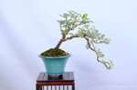 coralie-eleagnus-cascade-ref-elea-40