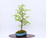 gwendoline-zelkova-en-balai-ref-zelk-09