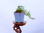 louisa-cotoneaster-mini-cascade-ref-coto-95