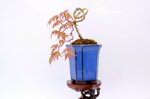 hugo-erable-du-japon-cascade-ref-acer-36