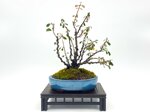 viviane-cotoneaster-foret-ref-coto-74