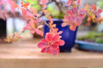 valentine-berberis-han-kengai-ref-berb-01