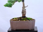 marie-christine-cypres-hinoki-moyogi-ref-hino-09