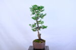 marie-christine-cypres-hinoki-moyogi-ref-hino-09