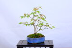 josette-erable-trident-sankan-ref-acer-57