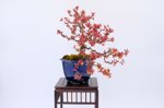 valentine-berberis-han-kengai-ref-berb-01