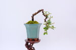 adele-cotoneaster-en-cascade-ref-coto-80