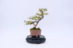 victoire-mini-cotoneaster-moyogi-ref-coto-62