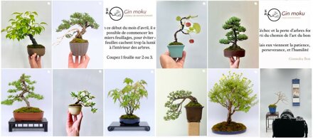 home - Gin moku Crateur de bonsas franais  Grenoble