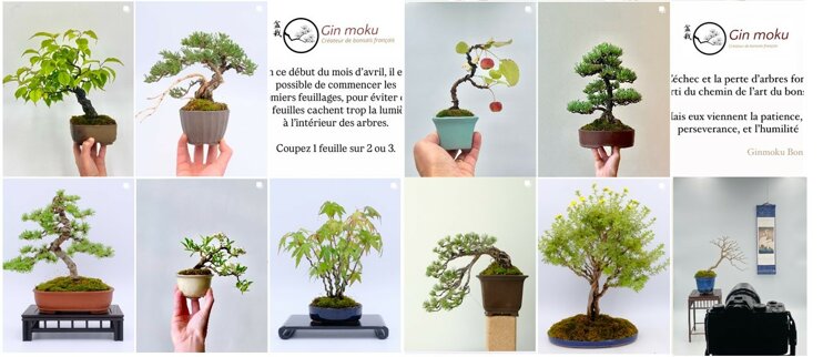 insta bonsai.jpeg