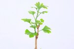 benoit-ginkgo-biloba-moyogi-ref-gin-05
