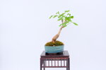 jessica-ginkgo-ref-gin-06