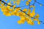 jessica-ginkgo-ref-gin-06