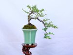 isabelle-cotoneaster-cascade-ref-coto-94