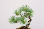 dannie-pin-blanc-du-japon-ref-pin-54