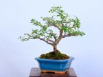 lara-cotoneaster-sous-le-vent-ref-coto-99