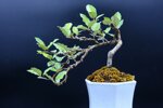 pauline-eleagnus-demi-cascade-ref-elea-26
