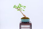 jessica-ginkgo-ref-gin-06