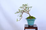 coralie-eleagnus-cascade-ref-elea-40