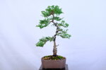 marie-christine-cypres-hinoki-moyogi-ref-hino-09