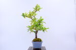 olivier-pyracantha-moyogi-ref-pyra-05