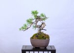 nathalia-pin-sylvestre-moyogi-ref-pin-57
