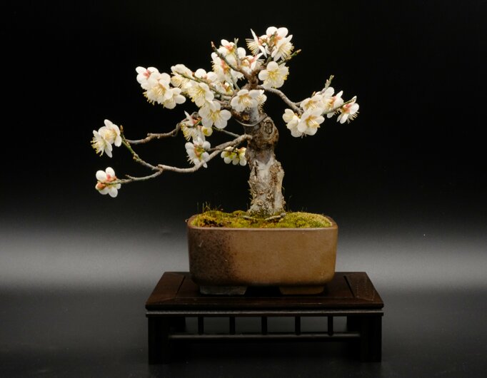 eyJmciI6InN1ciB1biBmb25kIHRvdXQgbm9pciwgdW4gcGV0aXQgYm9uc2HvIGNvdXZlcnQgZGUgZmxldXJzIGJsYW5jaGVzIn0=