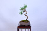 laurence-pin-sylvestre-fukinagashi-ref-pin-58